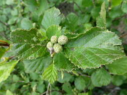 Image of European Green Alder