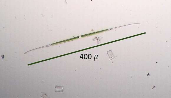 Image of Closterium aciculare T. West 1860