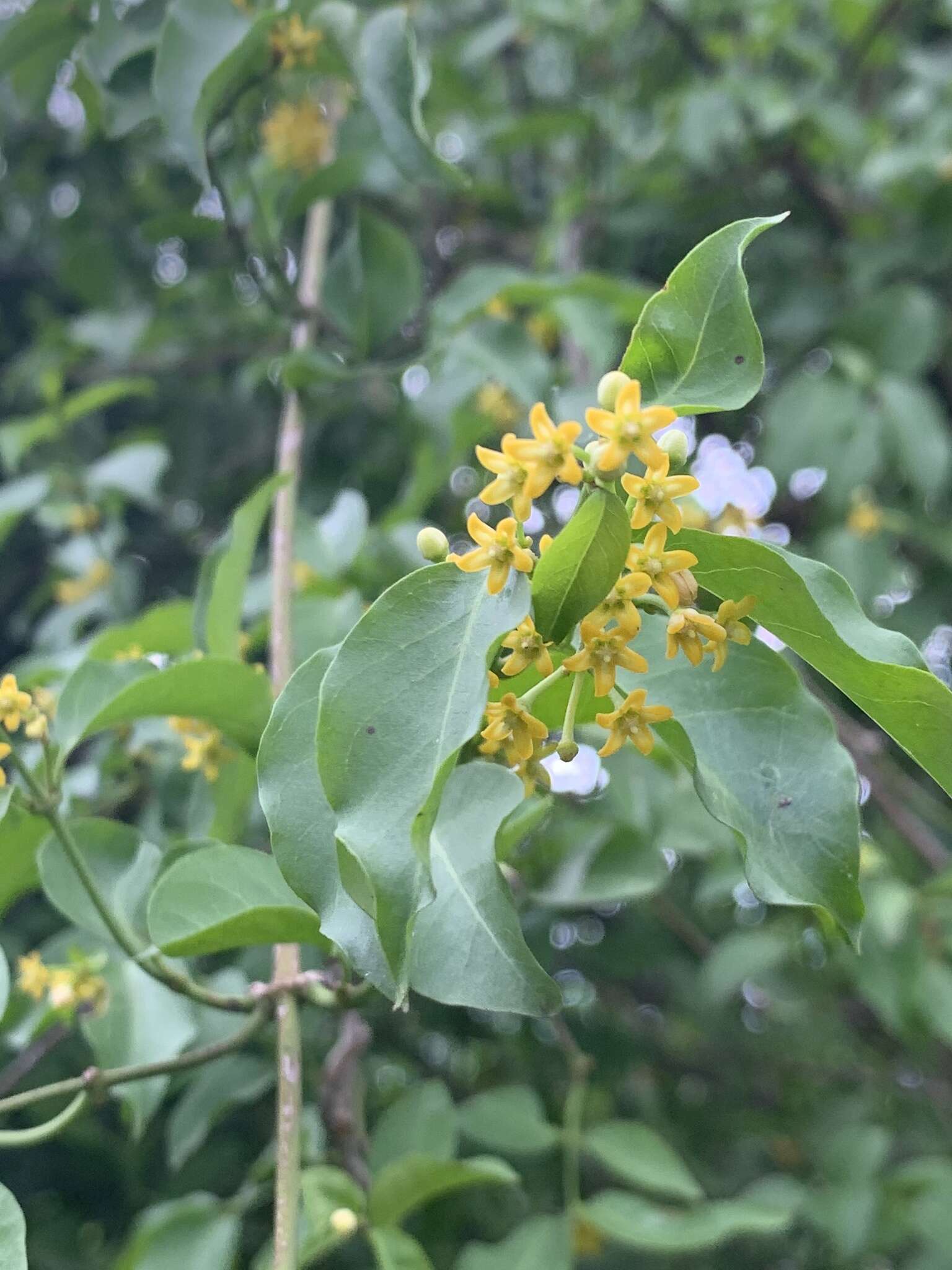 Image of Secamone parvifolia (Oliv.) Bullock