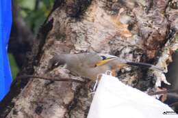 Image of Variegated Laughingthrush