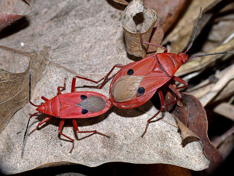 Image of Probergrothius nigricornis