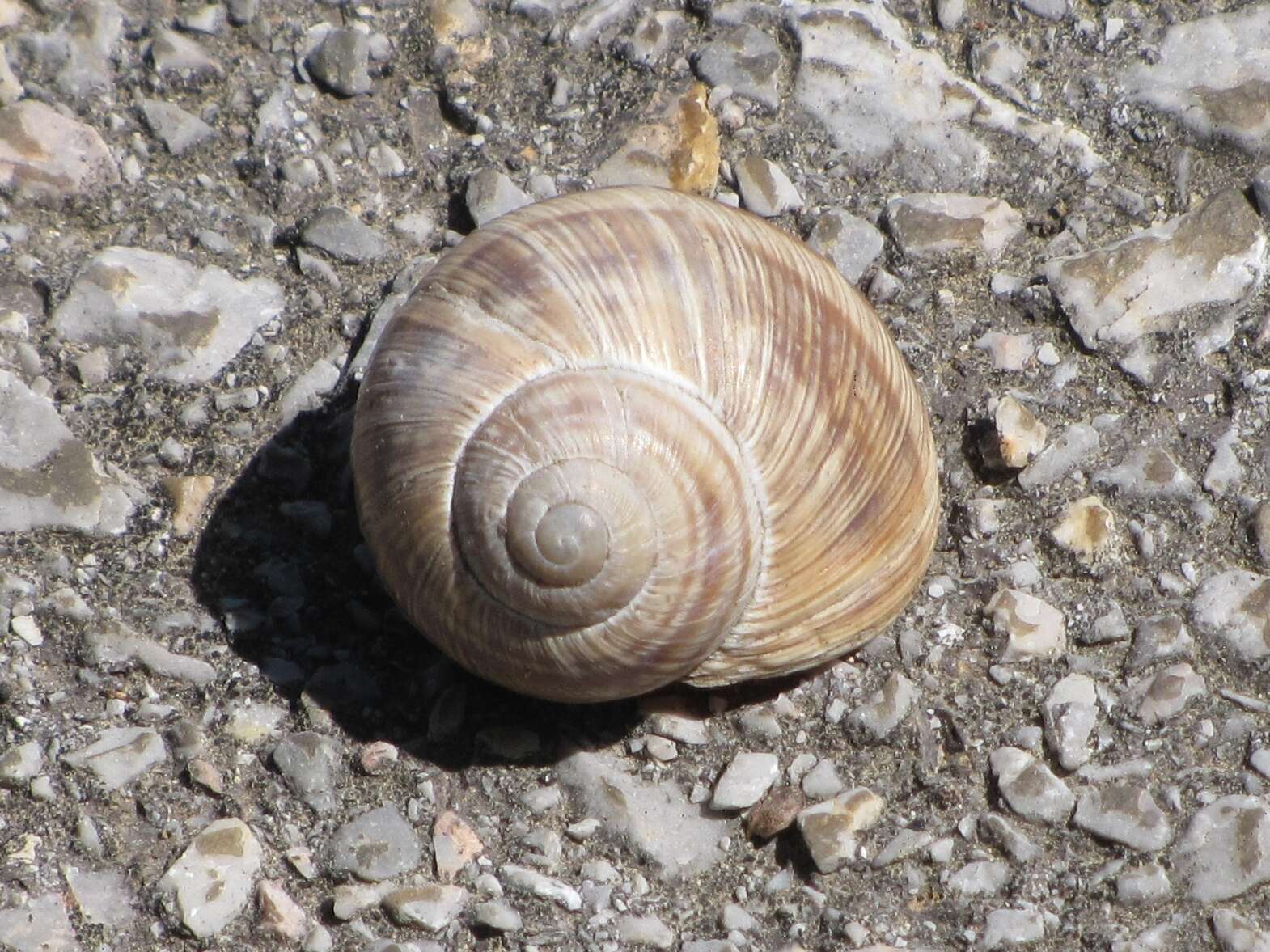 Image de Helix figulina Rossmässler 1839