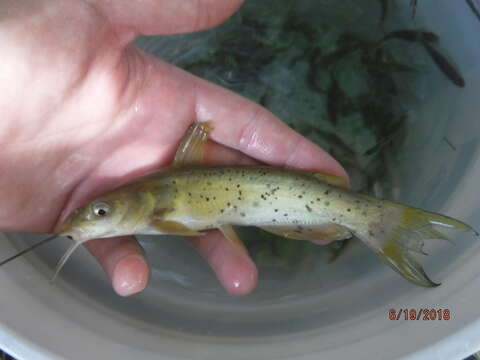 Image of Headwater Catfish