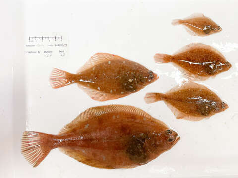 صورة Hippoglossoides