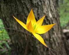 Image of Wild tulip