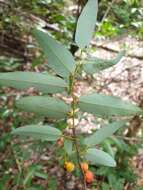 Image of Monanthotaxis micrantha (Baker) Verdc.