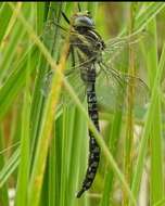 Image of Baltic Hawker