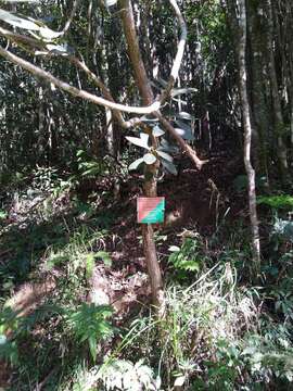 Image of Rhododendron arboreum subsp. nilagiricum (Zenker) Tagg