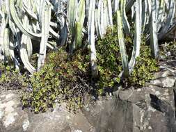 Image of Aeonium lindleyi subsp. lindleyi