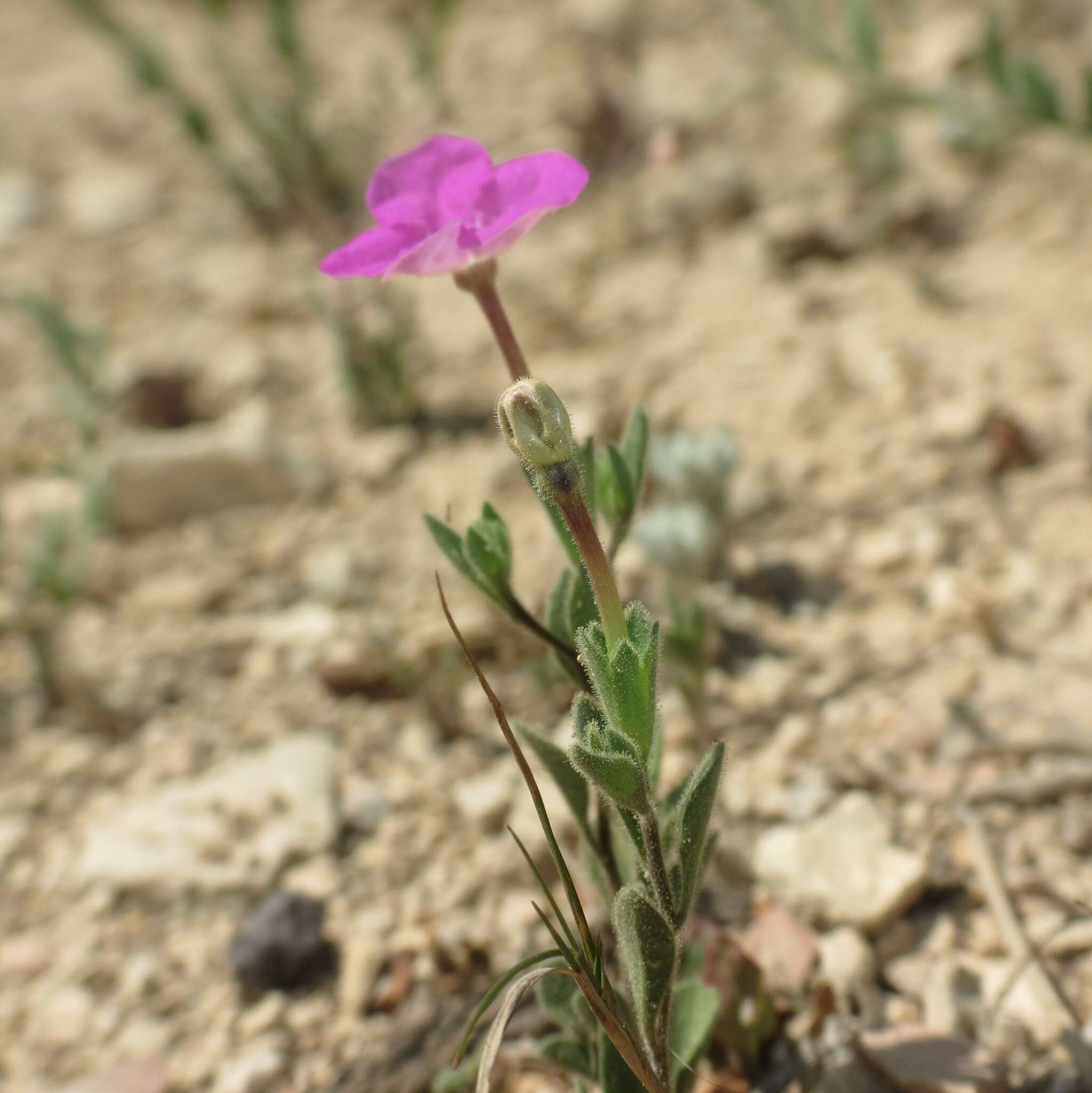 Image of Texas cupflower