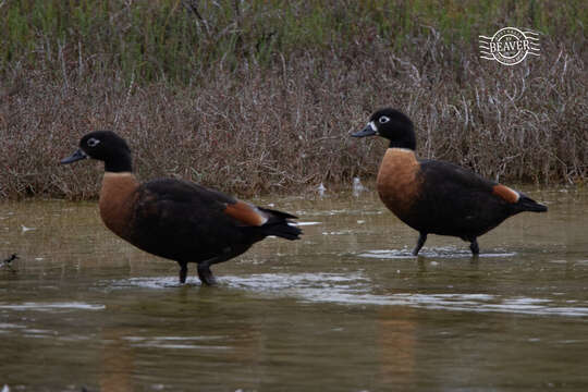 Image of Australian Shelduck