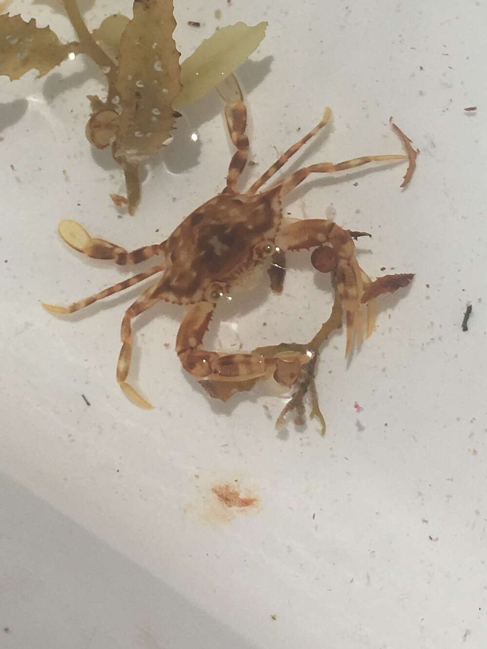 Image of sargassum crab