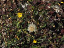 Image of Picris morrisonensis Hayata