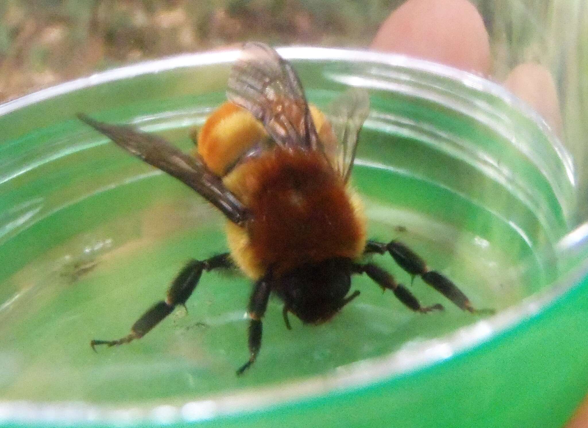 Bombus ephippiatus Say 1837 resmi