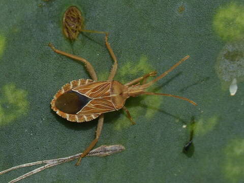 Image of Chelinidea tabulata (Burmeister 1835)