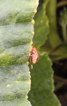 Image of Aulacophora relicta