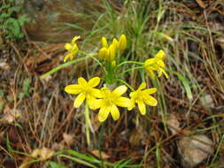 Image of Allium scorzonerifolium Desf. ex Redouté