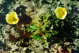 صورة Papaver radicatum subsp. polare Tolm.