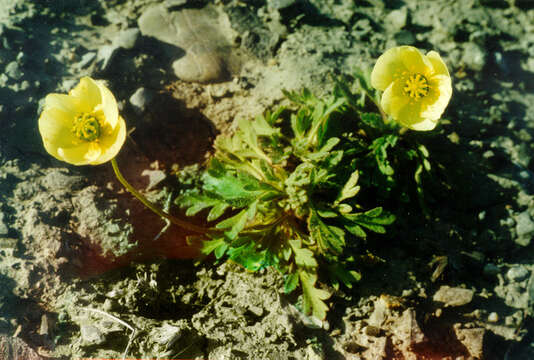 Imagem de Papaver radicatum subsp. polare Tolm.