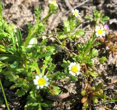 Image of Brachyscome goniocarpa Sond. & F. Müll.