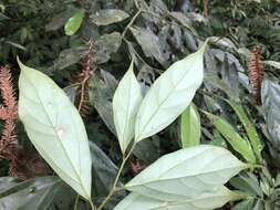 صورة Cryptocarya chinensis (Hance) Hemsl.