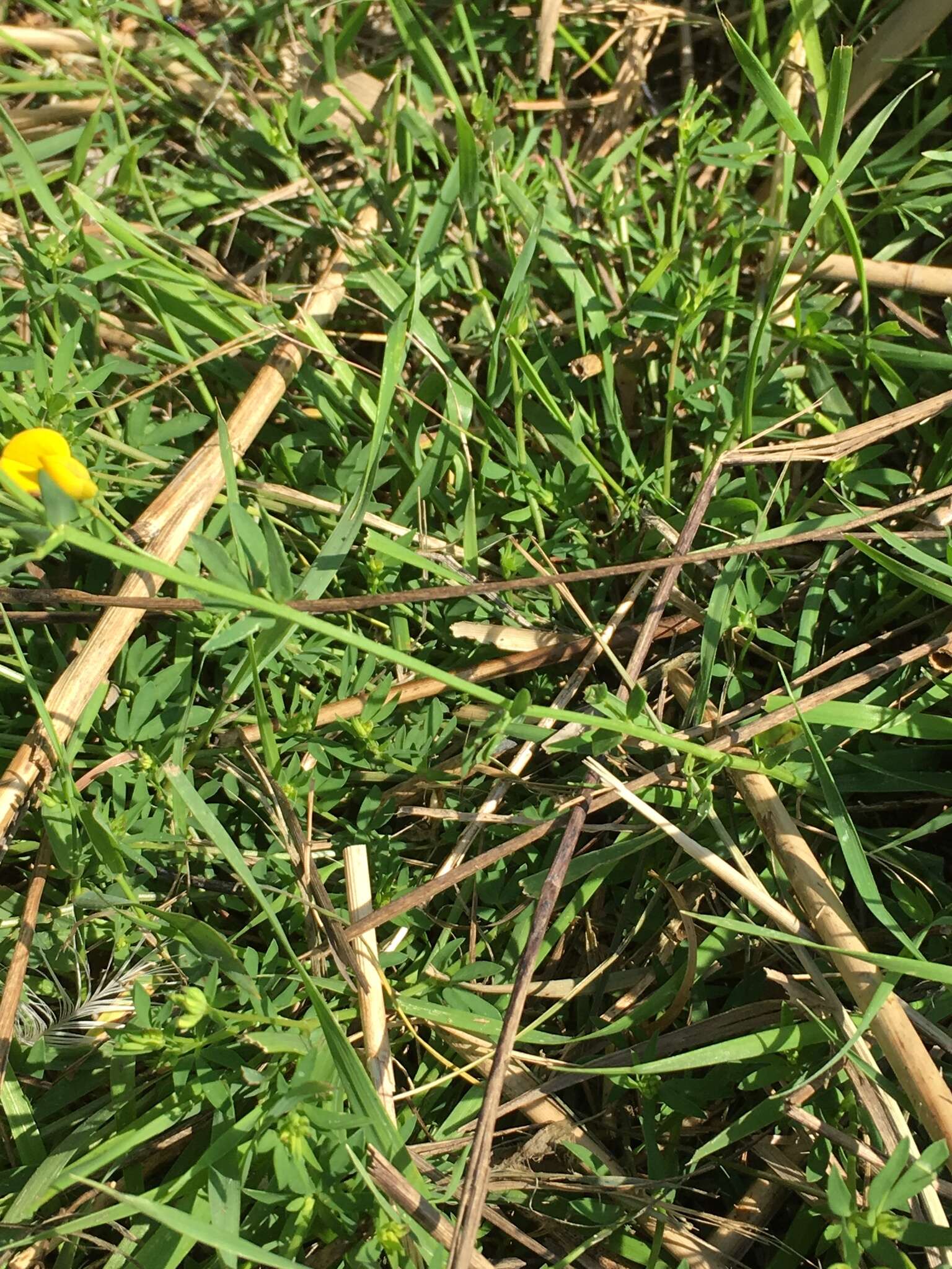 Image of Narrow-leaved Bird's-foot-trefoil