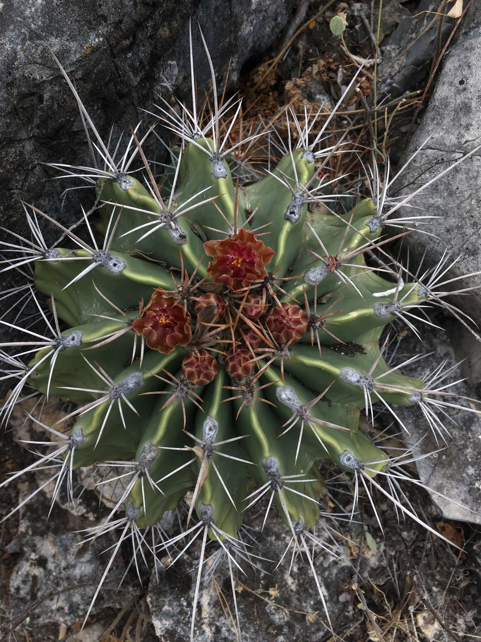 Image of Emory's barrel cactus