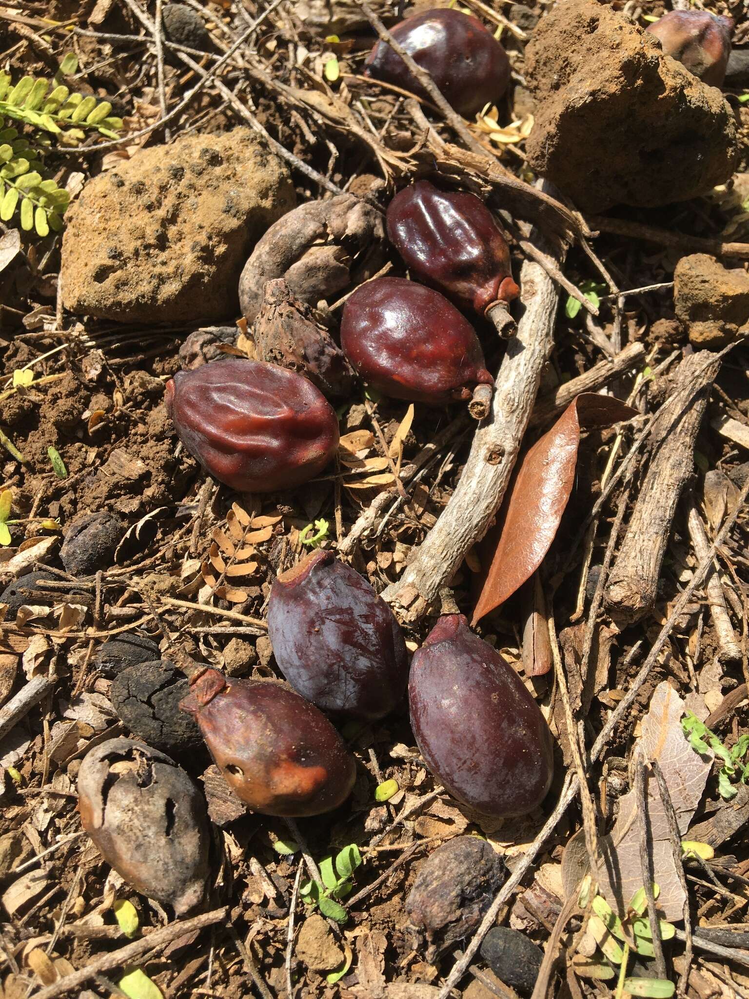 Image of Sapindus oahuensis Hillebr.