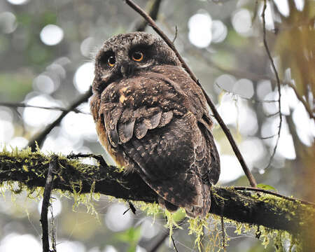 Image of White-throated Screech Owl