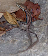 Image of Lined Rainbow-skink