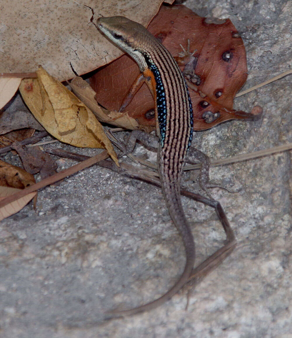 Image of Lined Rainbow-skink