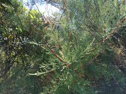 Image of African tamarisk