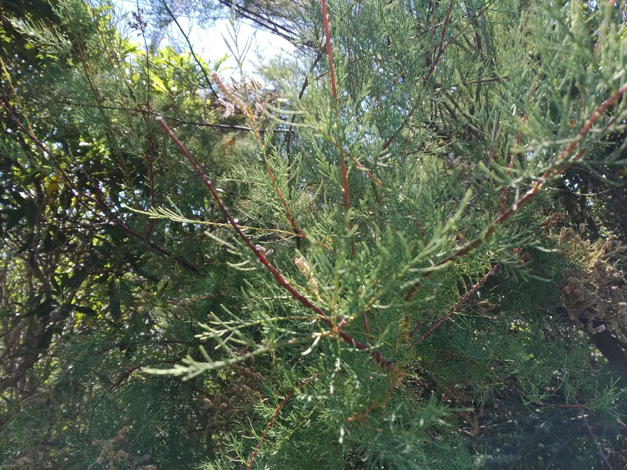 Image of African tamarisk