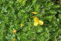 Image of Argentina microphylla (D. Don) Soják