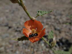 Image of Calliopsis subalpina Cockerell 1894