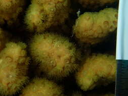 Image of Yellow Pencil Coral