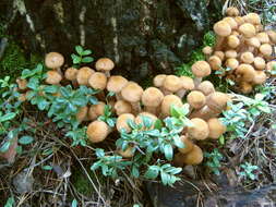 Слика од Armillaria borealis Marxm. & Korhonen 1982