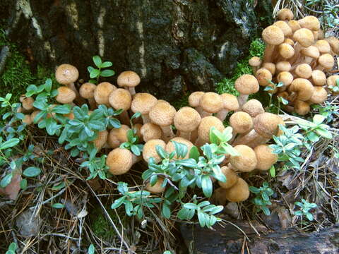 Image of Armillaria borealis Marxm. & Korhonen 1982