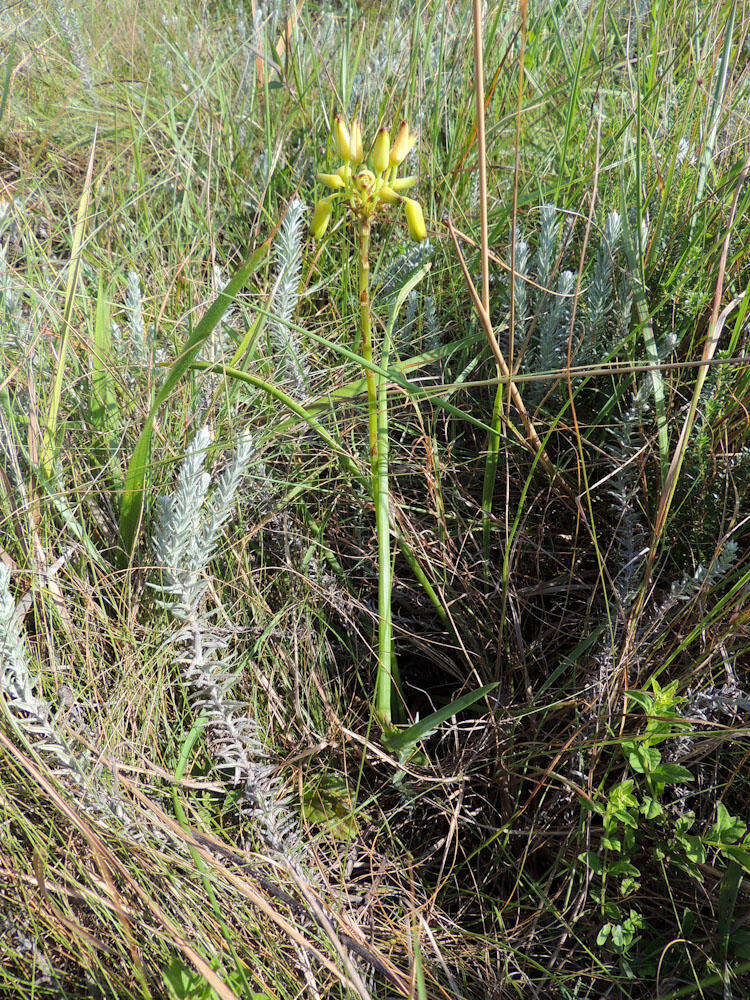 Image de Aloe linearifolia A. Berger