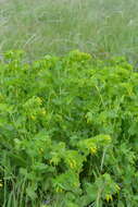 Image of Lesser Honeywort