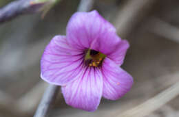 Sivun Oxalis laciniata Cav. kuva