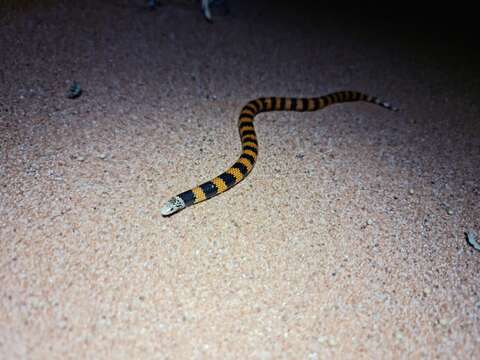 Image of Desert Banded Snake