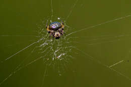 Image of Araneus nox (Simon 1877)