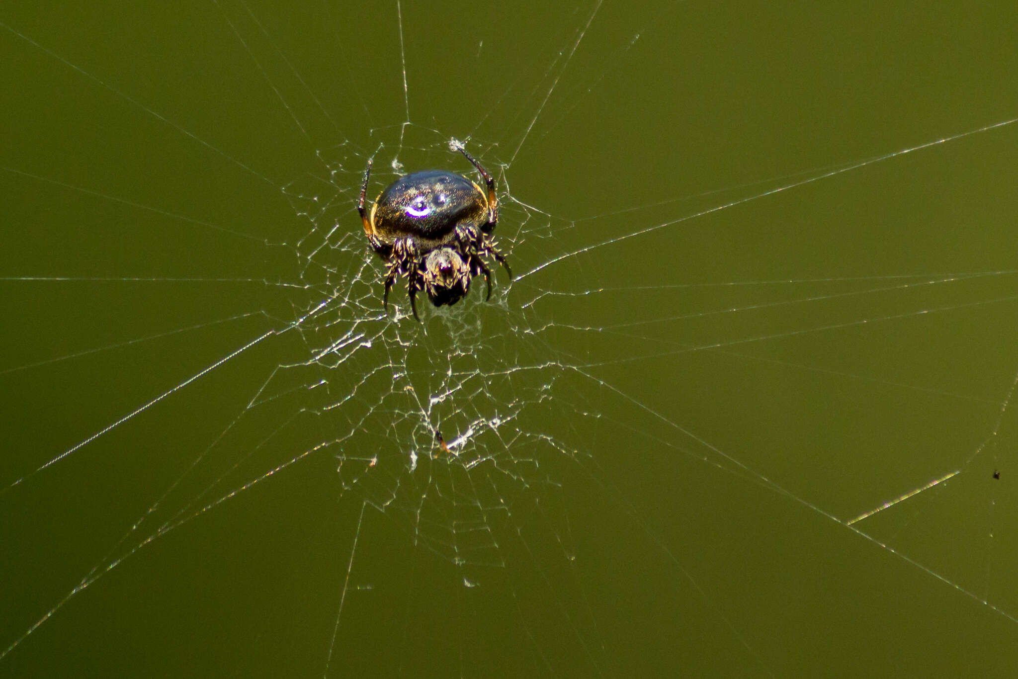 Image of Araneus nox (Simon 1877)