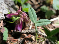 Image de <i>Trifolium brandegeei</i>