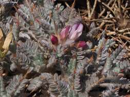 Imagem de Astragalus cruentiflorus Boiss.