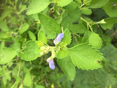 Salvia ballotiflora Benth. resmi