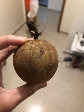 Image of sapodilla