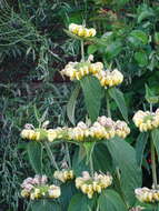 Sivun Phlomis russeliana (Sims) Lag. ex Benth. kuva