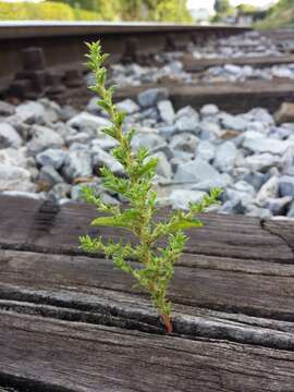 Image of white amaranth, white pigweed